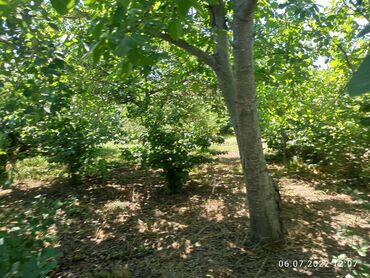 Bağ evlərinin satışı: Nabranda çox qözel menzerede hem denize yaxın hemde meşenin kenarında — 14