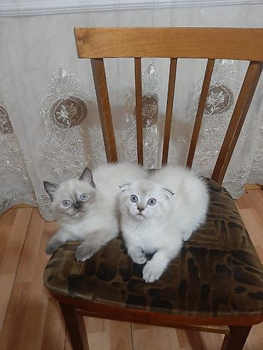 col pisiyi: Şinşilla, Dişi — 2