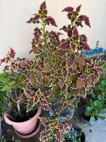 Otaq bitkiləri: Kolyoz (Coleus) bəzək bitkisi – qapalı və açıq məkanlar üçün - — 1