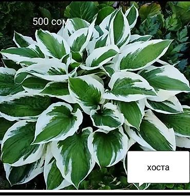 Декоративные деревья: Саженцы деревьев: Туи at lalafo.kg — 12 Декоративные деревья: Саженцы деревьев: Туи — 12