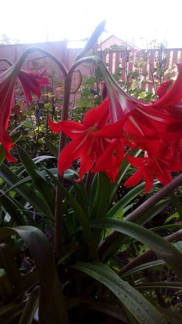 продам излишки клематисы: Цветок комнатный Амаралис красный