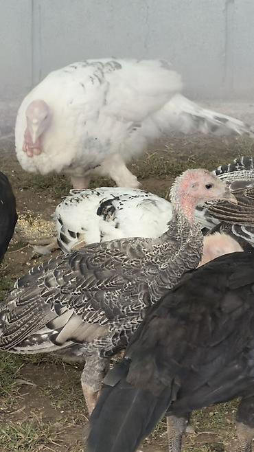 королевский док: ИНДЮКИ ЧЕРНЫЙ ПРИНЦ (мясное направление) Описание: 2,5 ай - 1500. 4 — 3
