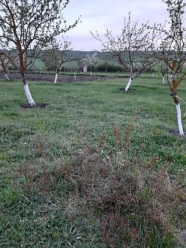 ismayıllıda torpaq: 25 sot, Tikinti, Mülkiyyətçi, Kupça (Çıxarış) — 4