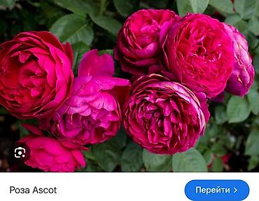 Роза: Саженцы — 51