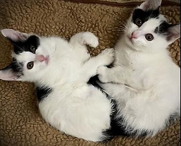 angora pişik: Dişi, Erkək, Yaxşı əllərə, Ünvandan götürmə — 2