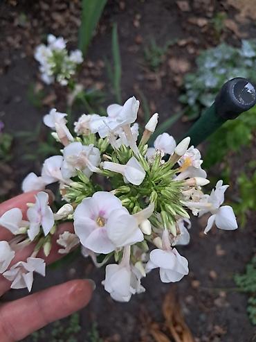 Садовые цветы и кустарники: Саженцы цветка: Ромашки, Самовывоз — 6