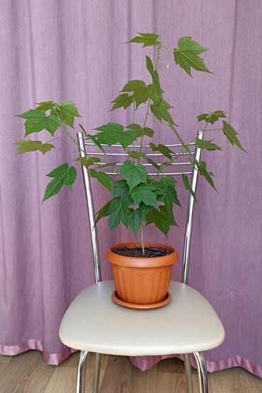 Другие комнатные растения: Абутилон оранжевый (мкр Кок-Жар)