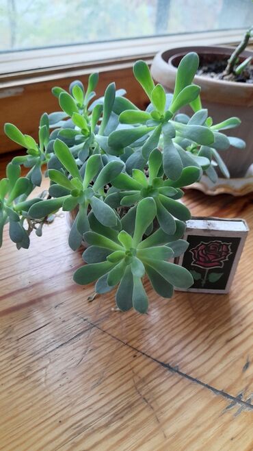 возьму породистого щенка бесплатно: Обмен Отросток цветка, не знаем как называется, обмен на 50 сом lalafo.kg да возьму породистого щенка бесплатно: Обмен Отросток цветка, не знаем как называется, обмен на 50 сом