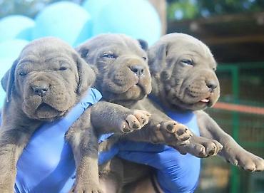 Psi: Cane Corso štenci U ponudi veoma perspektivni štenci iz različitih — 1