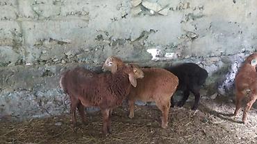Баран, овца: Продаю | Ягненок — 5