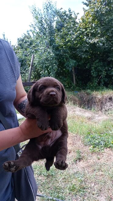 dişi labrador: Labrador-retriver, 1 ay, Dişi, Peyvəndli, Ünvandan götürmə