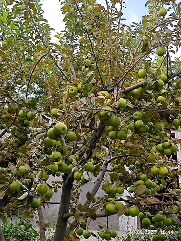 Продажа коттеджей и домов: Продам частный дом! Район: Начало ул. Шералиева Ул. Бишкек-125 — 20