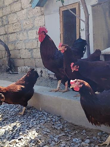 Голуби: Salam. Red island mayali yumurtaları. Sifariş qəbul olunur. Ünvan Binə — 6