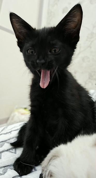 Мышыктар: Отдаём котёнка в добрые руки — 2