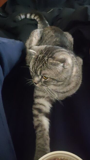 персидский кот: Кот для вязки шотландский вислоухий, 2 годика 1 месяц. Вязка будет у