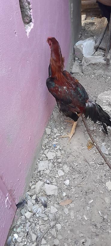 tufəngi: Heyrati xoruz bos bekar adamlar narahat etmesin! — 1