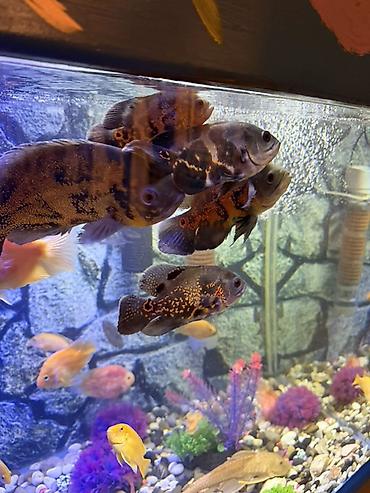 Akvariumlar: Аквариум - 2 м ( 7,000 Манат Цена -da lalafo.az — 24 Akvariumlar: Аквариум - 2 м ( 7,000 Манат Цена — 24