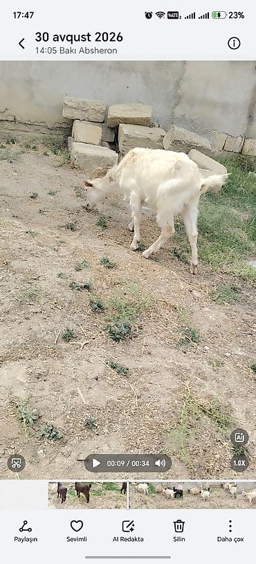 heyvan bazarları: Sarı bogazdı 1 ci qarın el kecileridi Məhsul təsviri: - Ağ və bej — 3