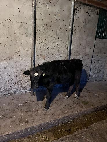 Коровы, быки: Продаю | Музоо, торпок | На откорм — 8