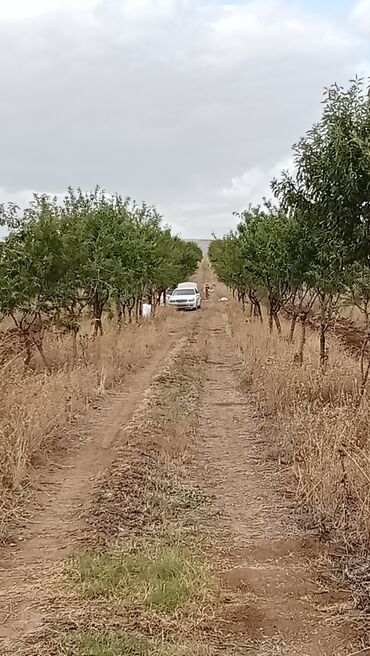 novxanı bağ evi: Salam badam bağı satılır Şamaxi şosesinin kenarında şam resdaraninin