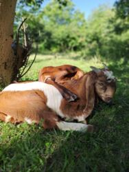 Süd: Keci sudu satilir.Qiymeti 3 manat.catdirilma var(odeniwli)!!Baki wheri — 7