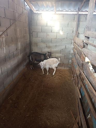 Козы, козлы: Продаю | Коза (самка) | Для разведения — 12