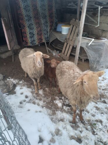 qurban bayrami qoyun sekilleri: Dişi, il: 2, Damazlıq, Ünvandan götürmə