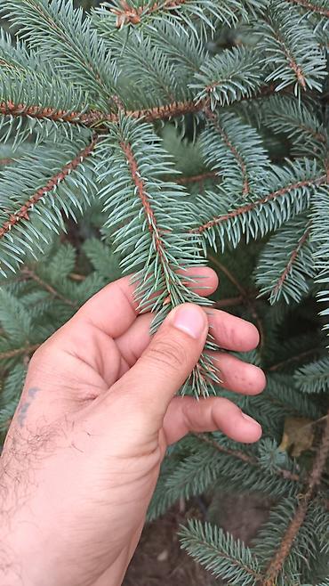 payıza aid əl işləri: Original Kremlovski yolkalar satılır 🌲 Ruslan_Dekorativ_Bitkilər🌲 — 6
