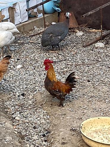 qus: Xoruz 🐓 Yaponka — 4