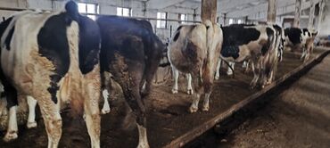 Коровы, быки: Продаю | Корова (самка) — 8