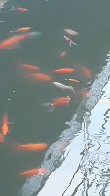 Akvariumlar: Yapon qizil baliqlari, hal hazirda hovoz seraitinde yasayirlar — 11
