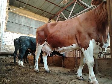 Коровы, быки: Salam aleykum heyvan diri çekisi 1 ton 70 kq dı etini 40 faizle — 7