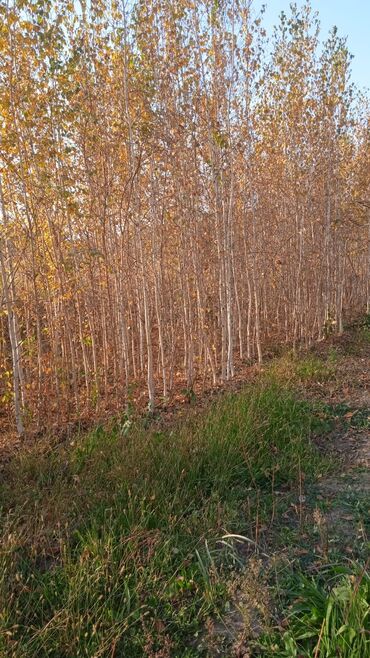 Декоративные деревья: Саженцы деревьев: Клёны — 8