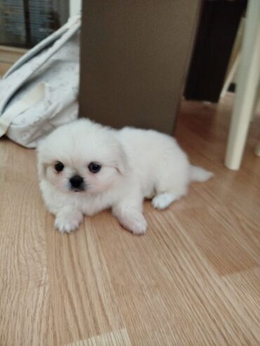it üçün boyunbağı: Pekines, 2 ay, Erkek, Pulsuz çatdırılma
