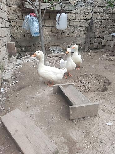 Erkək, Ətlik