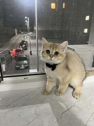 pişik siyam: Qızıl şinşilla, Dişi