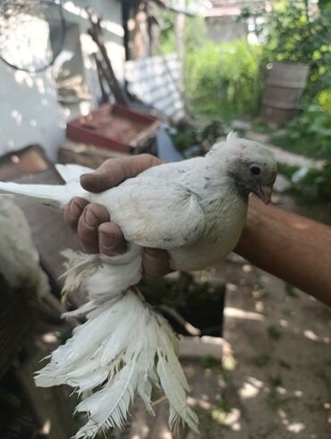 шприц для животных: Продаю