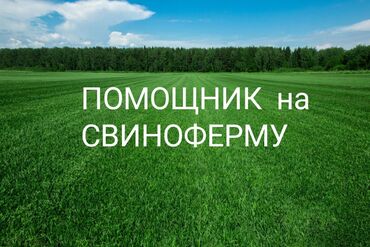 я ищу работу разнорабочий: Талап кылынат Малчы, Төлөм Ай сайын