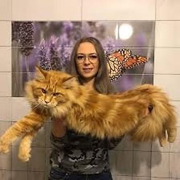 мейн кун бесплатно: Мейн кун коты гигинты продажа котят из питомника “Destiny crown” — 3