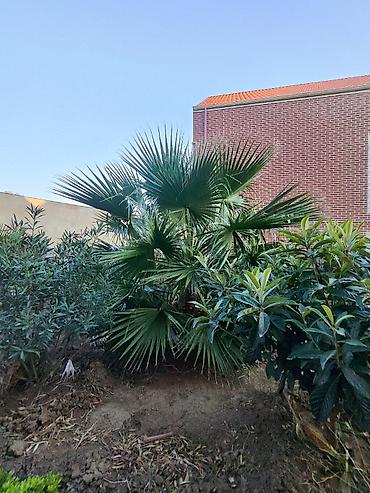 limon agacı: Palma Vashinqtoniya filamentosa (ipli vasingtoniya) – ev və bağ üçün — 9
