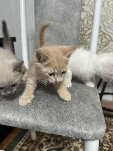 голубая персидская кошка: Кошка даром: Беспородная, 2 месяца, Девочка, Метис, Приучена к лотку, Проглистована