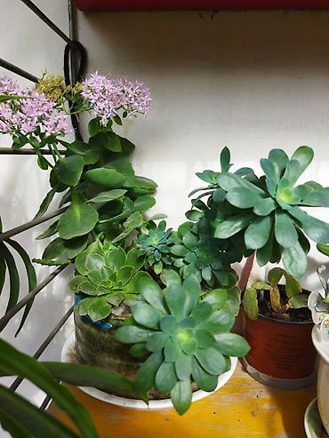 epimedium bitkisi satisi: Ev üçün dekorativ saksı bitkiləri dəsti - Kaktuslar: Şəkillərdə — 4