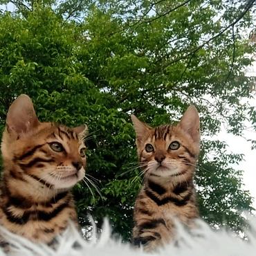 Mačke: Registrovana odgajivacnica MMaestro_bengal vam predstavlja dva — 6