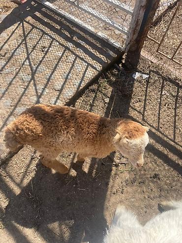 Qoyunlar, qoçlar: Qoyun sürüsü satılır - Növlər: yerli qarışıq ət-yun istiqamətli — 5