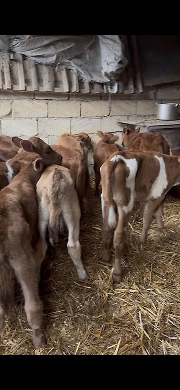 Dana, buzov: Satışda: dana balaları - Növ: yerli cins ətlik/südlük istiqamətə — 27
