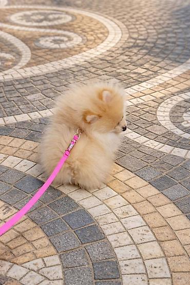 Psi: Pomeranac zenkica. Dostupna prelepa ženkica pomeranca. Starosti 4 mes — 8