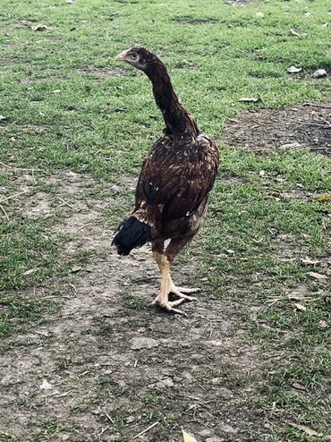 Cücələr: Toyuq cücələri, Damazlıq — 4