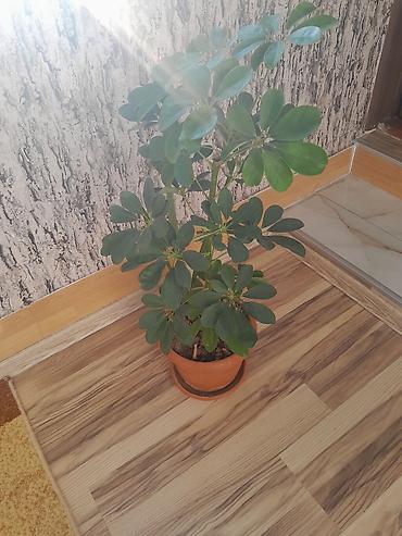 ev guleri: Otaq bitkisi – Şeflera (Schefflera arboricola) saksıda - Yarpaqları — 1