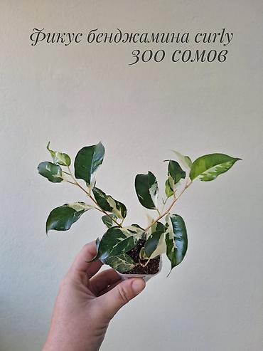 Комнатные растения: 🌿 В продаже фикусы разных сортов (детки/молодыерастения). 💚 Названия — 9
