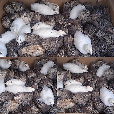 geref qus: Yalnız bizdə Yumurtaya başlamasına 15+ gün qalmış Jumbo Yumurtalıq və — 1